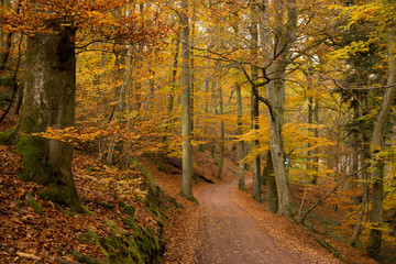 Herbstwald in den Vogesen