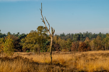 tree in the moorland landscape in autumn
