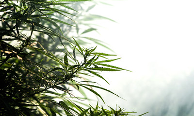 Fototapeta premium Cannabis plants on a natural light background. Selective focus.