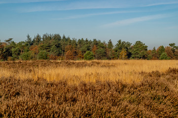 moorland landscape near Rucphen Netherlands