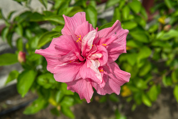 Bl&uuml;te Fokus rosa makro 