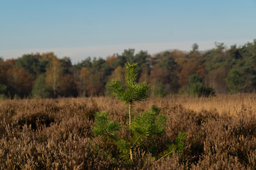 new tree in the moorlands 