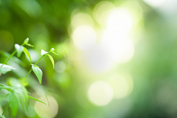Closeup beautiful view of nature green leaves on blurred greenery tree background with sunlight in...