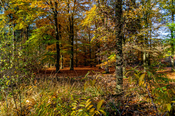 autumn in the forest colourful leaves