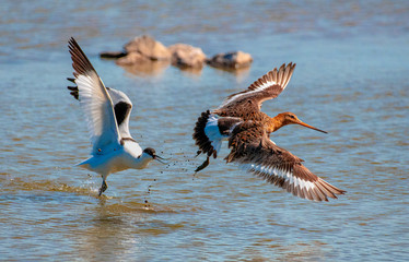 Avocet and black tailed Godwit