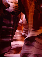 The Bear at Antelope Canyon