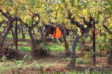 chien cane corso en automne à la vigne