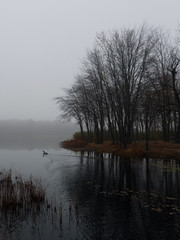 lake and trees in fog 