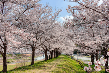 Cherry blossom and river