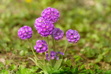 Obraz premium Purple flowers of Primula denticulata (Drumstick Primula).