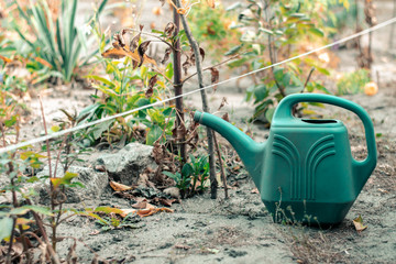 Plastic watering can in the garden. The concept of gardening