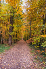 Fototapeta na wymiar Herbst im Park.
