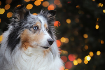 Sheltie Portrait vor WEihnachtsbaum