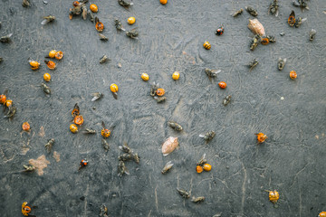 Various insects on ground on a black surface killed by an insecticide