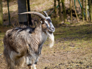 Kozioł © Dariusz
