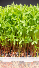 Obraz premium Fresh microgreens closeup. Growing sprouts for salad.