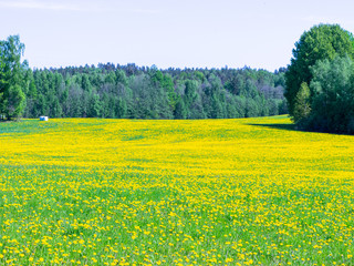 beautiful landscape with yellow dandelion field