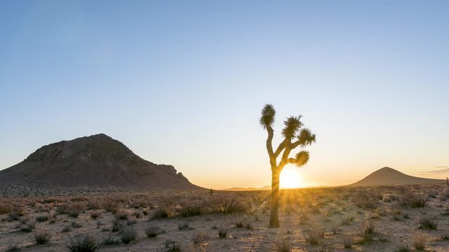 Radiant sun rising in Mojave Desert behind lone Joshua Tree, Timelapse