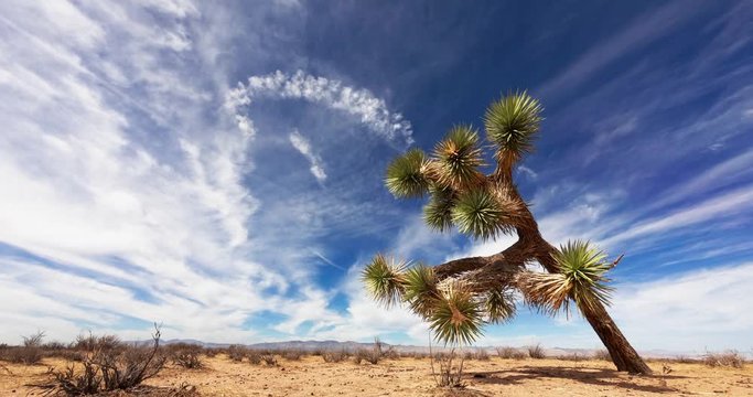 Slanting Joshua Tree stands alone in empty Mojave Desert, Cloud Time Lapse