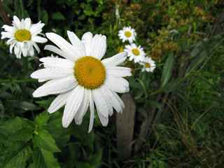 Fototapeta premium Flower