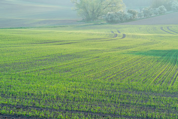 Agricultural field with green shoots of plants