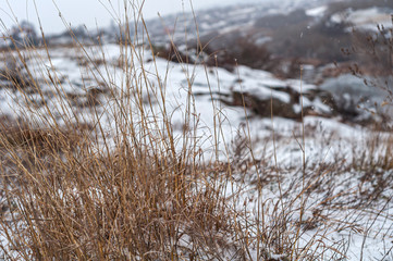 Dry yellow grass under snow on hill. Close-up.