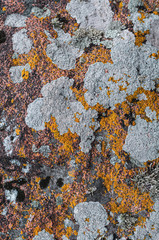 Variety of lichen gray, orange, green on stone.