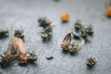 Various insects on ground on a black surface killed by an insecticide