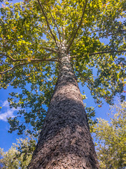 Fototapeta premium Looking up stnaing under the tree