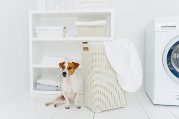 Shot of pedigree domestic animal poses in laundry room near white basket with dirty linen, console...