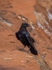 Fototapeta premium Crow stands on the red rock at one of Utah National Parks