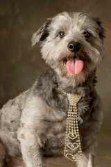 Portrait of a small, hairy, gray dog with a tie-shaped collar