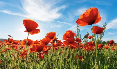 Foto op Plexiglas papaverveld op een zonnige middag. prachtige landelijke omgeving met rode bloemen in de bergen. heldere blauwe lucht met pluizige wolken. zomer platteland buitenshuis gelukkige dagen herinneringen concept © Pellinni