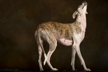 White and brindle greyhound standing on top of a bench
