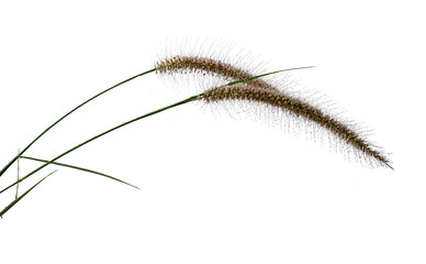 Reeds of grass isolated and white background.