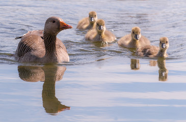 Mother goose with goslings