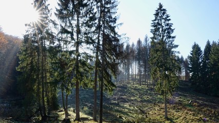 Effekt eines zu heißen Sommers in Deutschland, Waldschaden in Deutschland