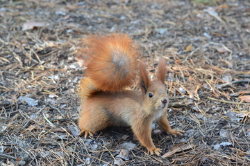 Naklejka na ściany i meble Squirrel with a nut in the forest. Squirrel in the autumn forest.