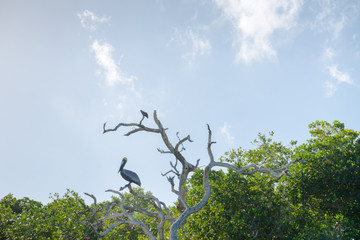 Pelican on a branch , Rio Lagartos  Natural Reserve, Yucatan, Mexico