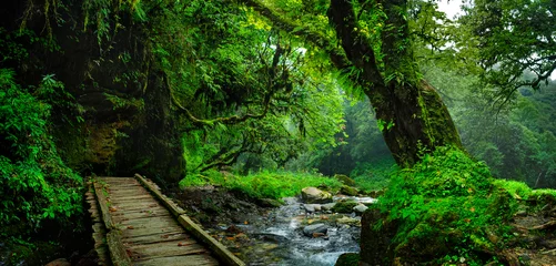 Photo sur Plexiglas Vert Jungles tropicales d& 39 Asie du Sud-Est en août