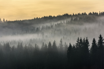 Fog above pine forests. Misty morning view in wet mountain area. 