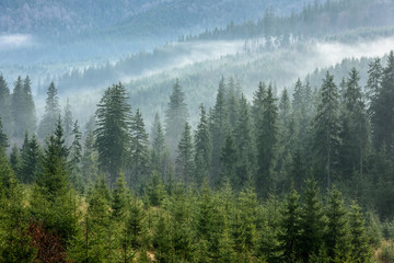 Fog above pine forests. Detail of dense pine forest in morning mist. - 303366307