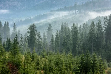 Schilderijen op glas Fog above pine forests. Detail of dense pine forest in morning mist. © krstrbrt