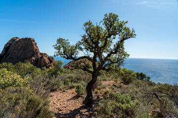 scenic view on cap roux hiking trail In the red rocks of the Esterel mountains with the blue sea of the Mediterranean