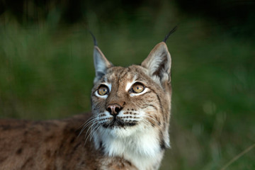 Naklejka na ściany i meble Eurasian Lynx