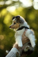 Sheltie Welpe Portrait im Profil