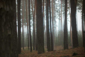  trunks of pine forest in the fog