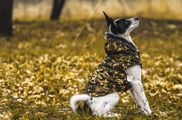 Portrait of a dog in the field. Basenji is man’s best friend. Dog in a fur coat, listens to the command, in the forest
