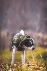 A funny photo of a dog, a photo for a meme, the dog has two paws, a funny expression of the muzzle