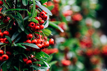 Obraz premium Beautiful close up of red-berried firethorn